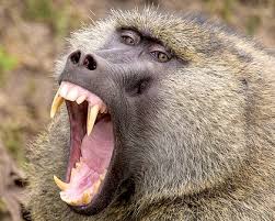 African Baboon