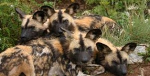 African hunting dogs in selous