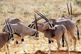 Beisa Oryx