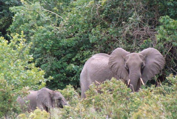 Elephants at Shimba