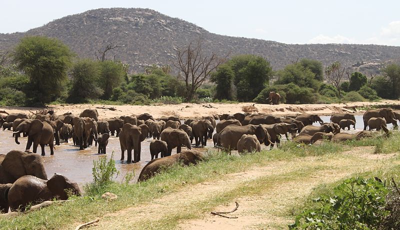 Elephants crossing Ewaso Ng'iro river in Samburu National Reserve