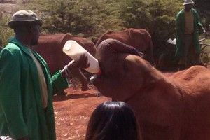 Feeding time at Sheldrick Elephant Orphanage