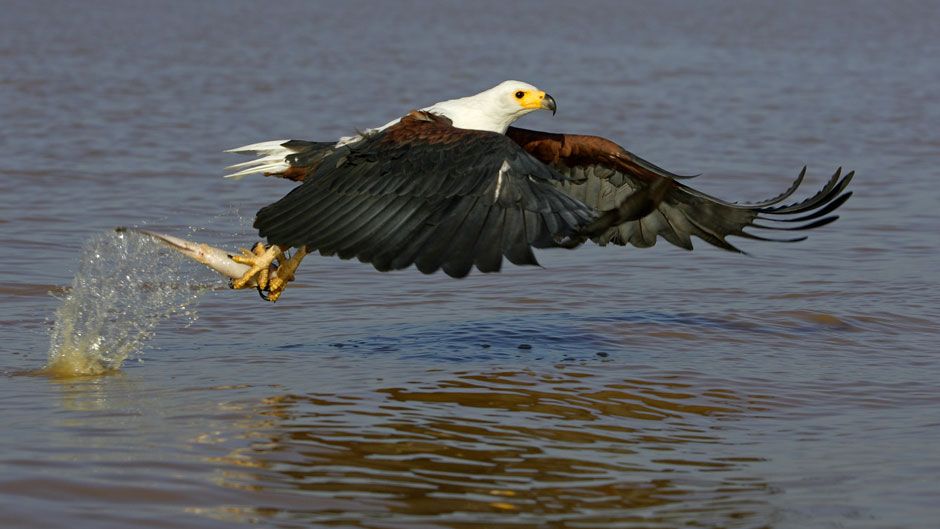 Fish Eagle