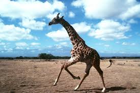 Giraffe