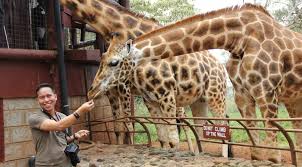 Giraffe Centre