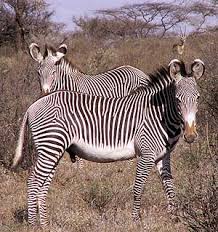 Grevy Zebra