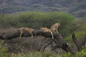 Lake Manyara Lions