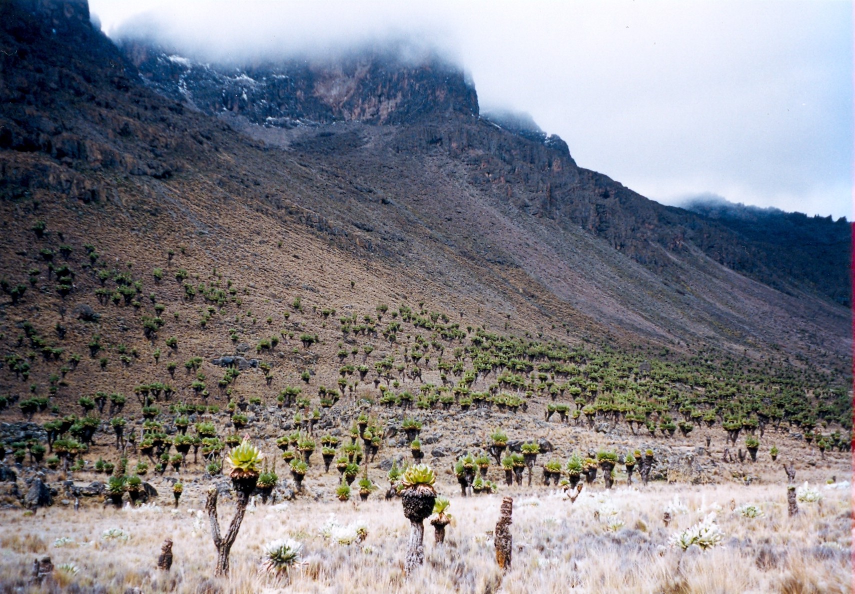 Mackinder Valley Mount Kenya