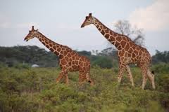 Reticulated Giraffe