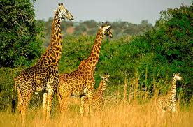 Rwanda Akagera National park