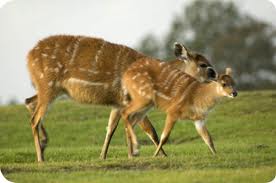 Sitatunga Antelope