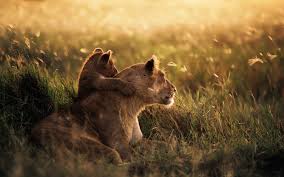 Serengeti Lions