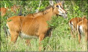 Shimba Hills Sable Antelope