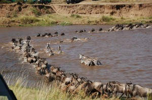 Wildebeest Migration