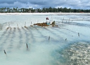 Zanzibar Beach