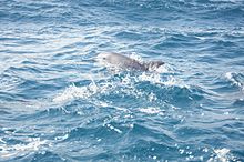 Zanzibar A dolphin in the India Ocean