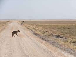 Spotted Hyena