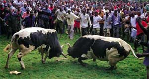 Kakamega Bullfighting