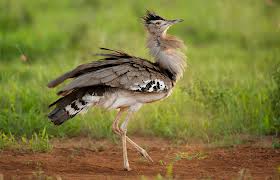 Kori Bustard