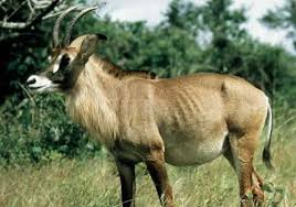 Sable Antelope